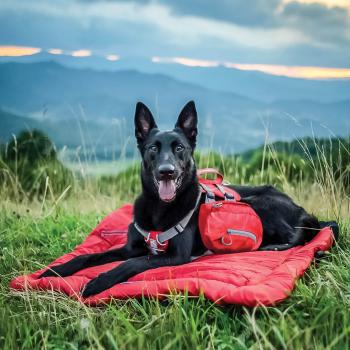 Kurgo Big Baxter Backpack Chili/Barn Red (23-50 kg)